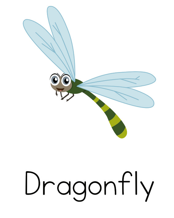 Printable Illustrated Insect Flash Card - A4 / A5 Sizes