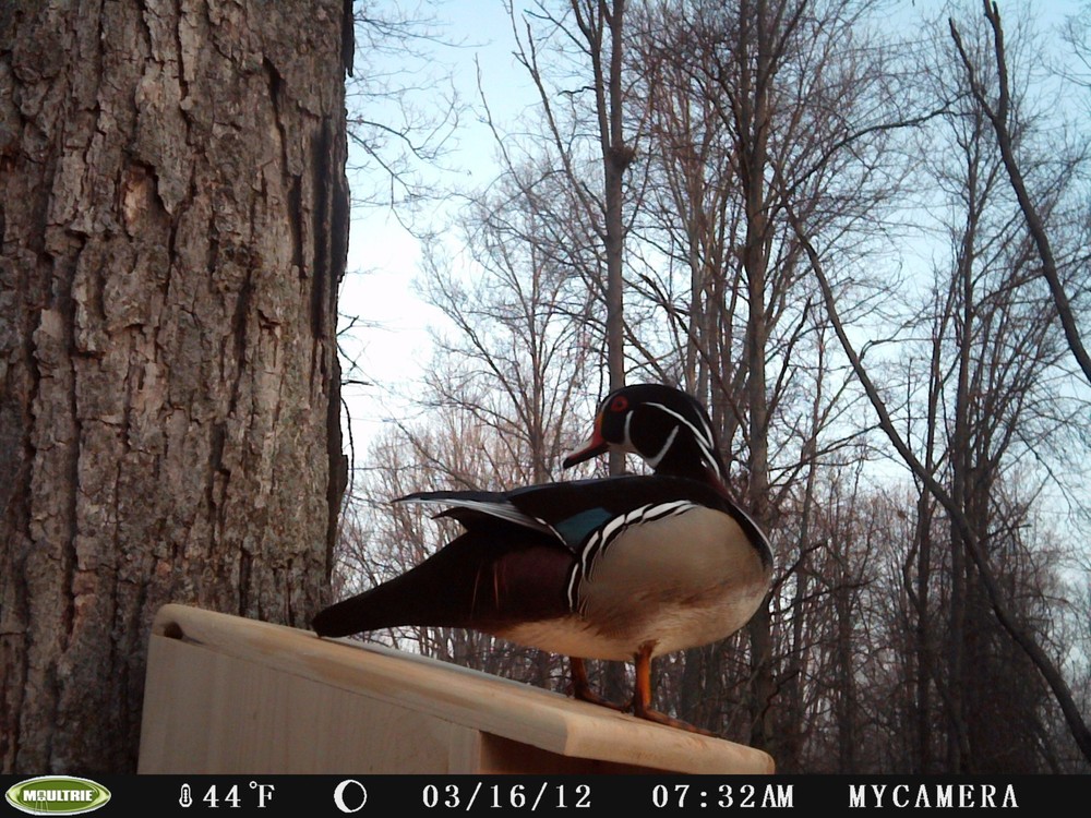 2-pack split door Wood duck nest box (white cedar)