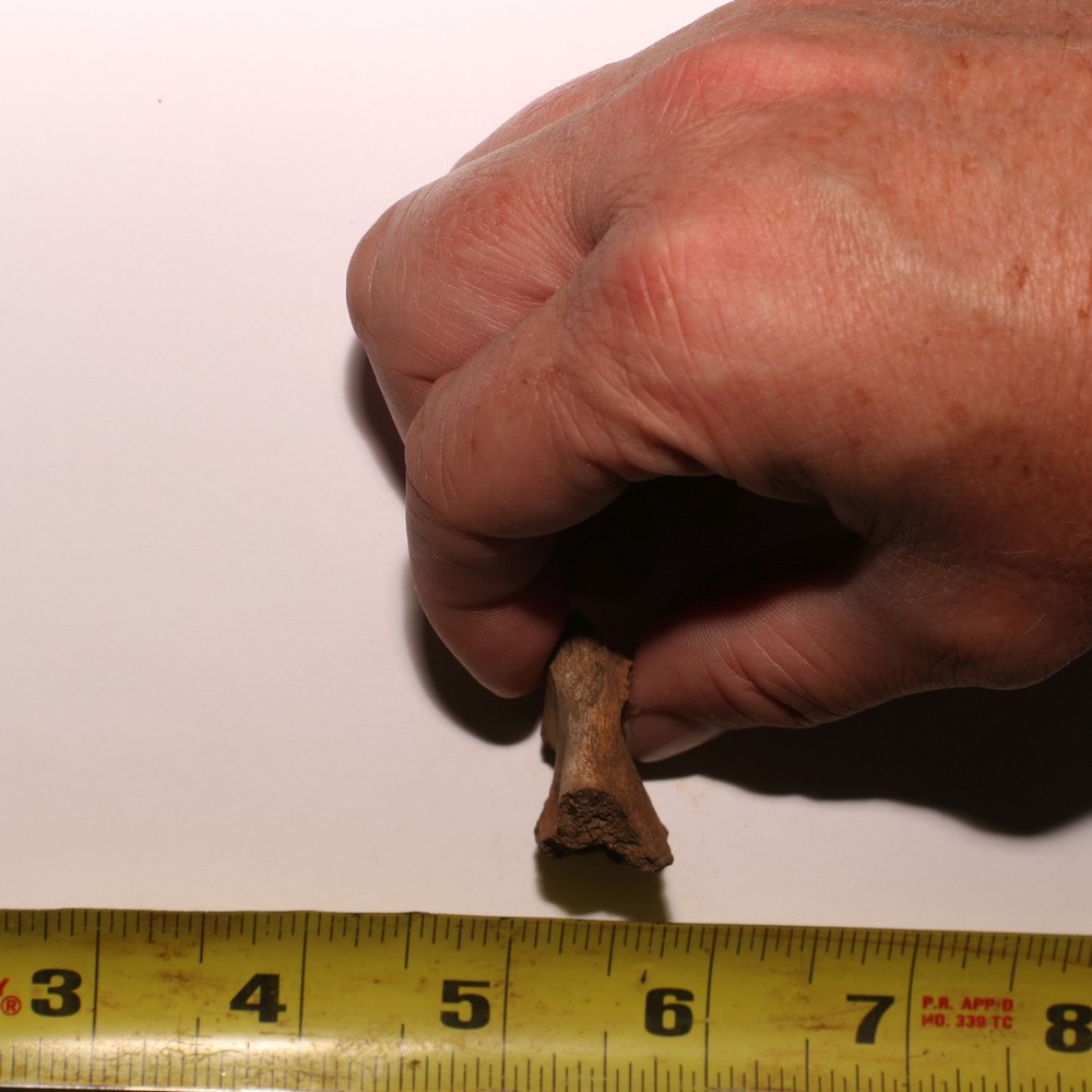 Dinosaur Process / Brain Case Partial Hell Creek Formation - Dinosaur Fossil