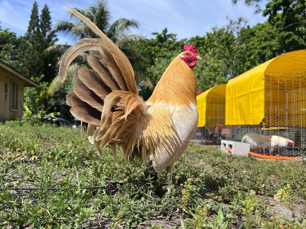 6 Plus Hatching Eggs