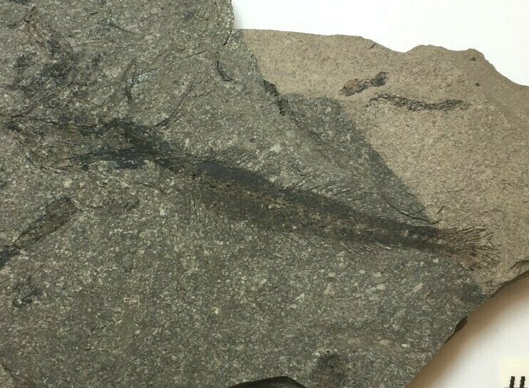 FOSSIL FISH PALEOGADUS and SYNGNATHUS