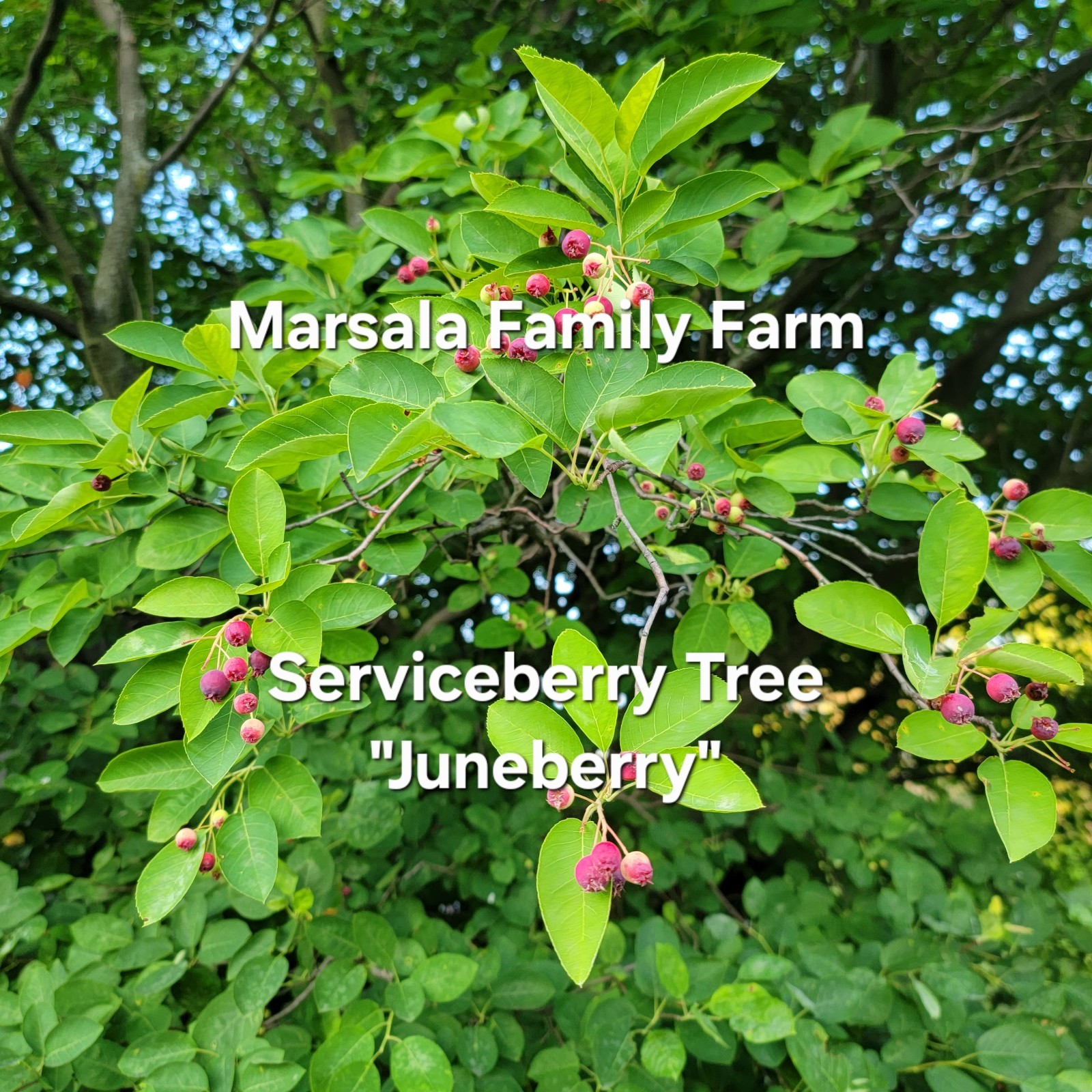 10 cuttings of Service berry Serviceberry Amelanchier tree shrub bush