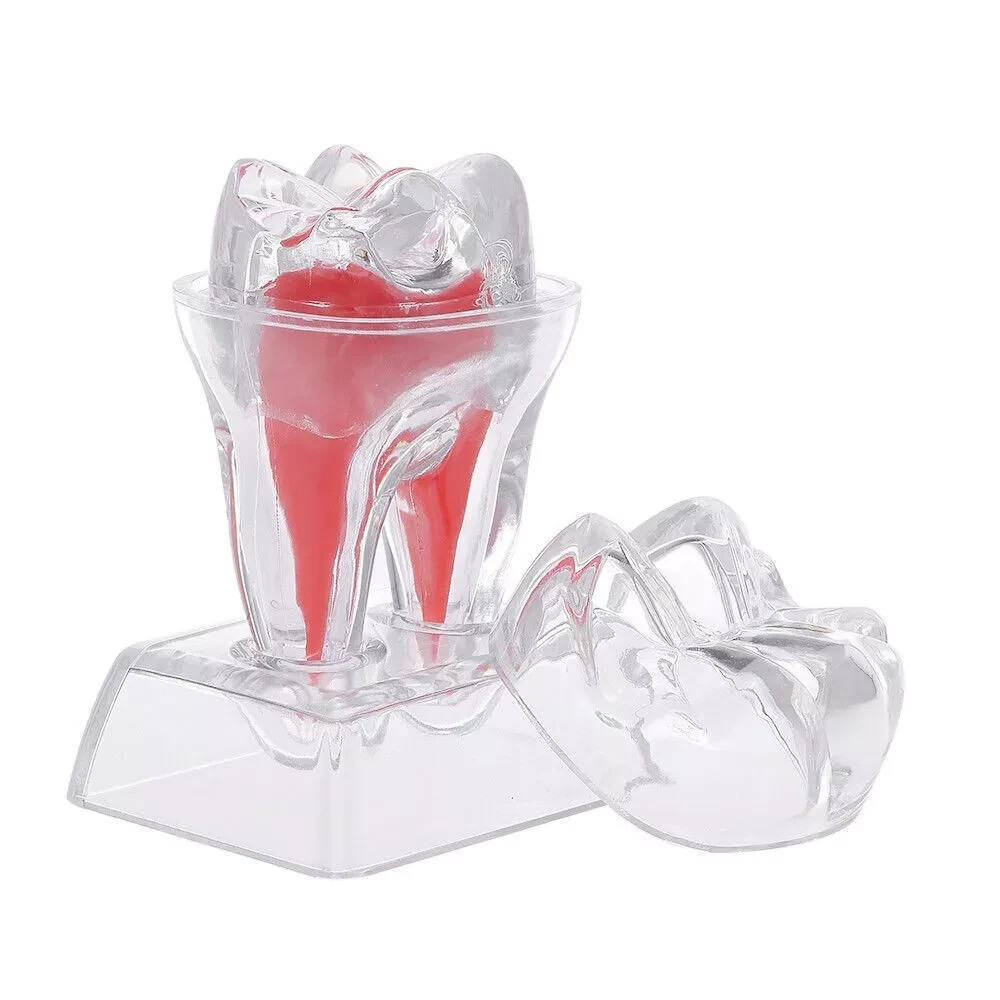 Dental Lab Crystal Base Hard Plastic Teeth Tooth Molar Model Separable For Study