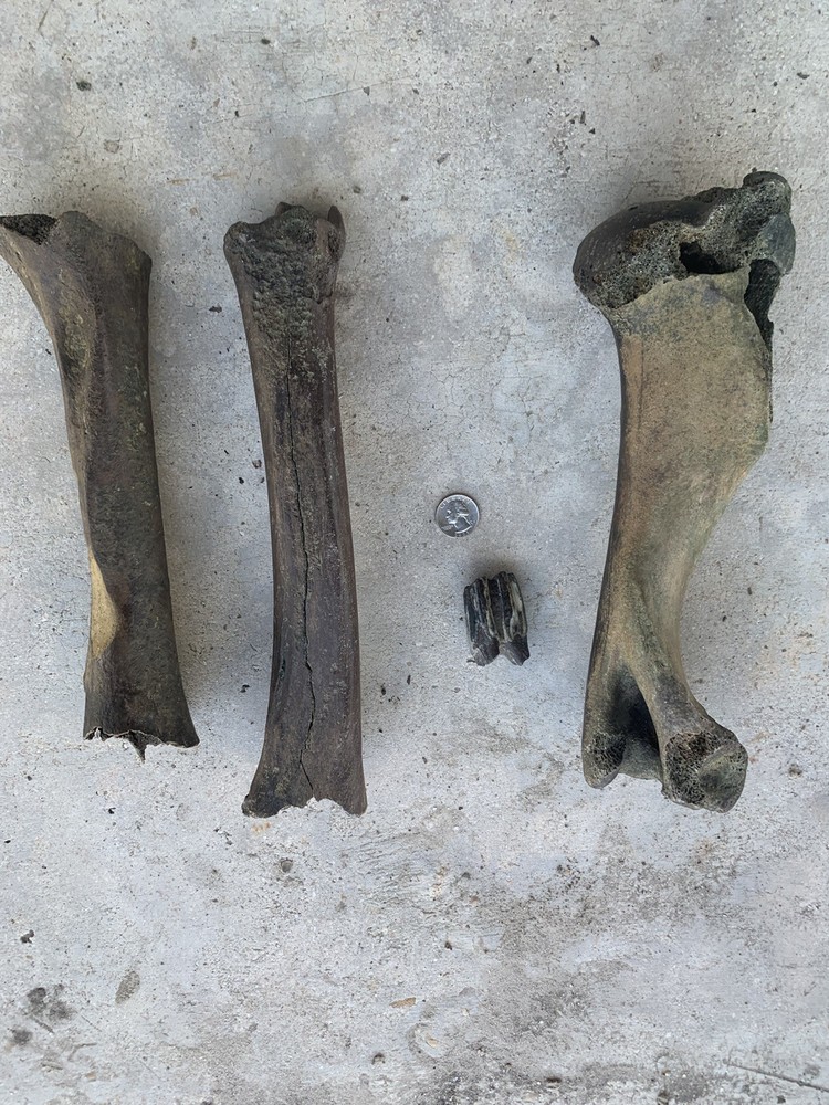Fossilized Bison Bones