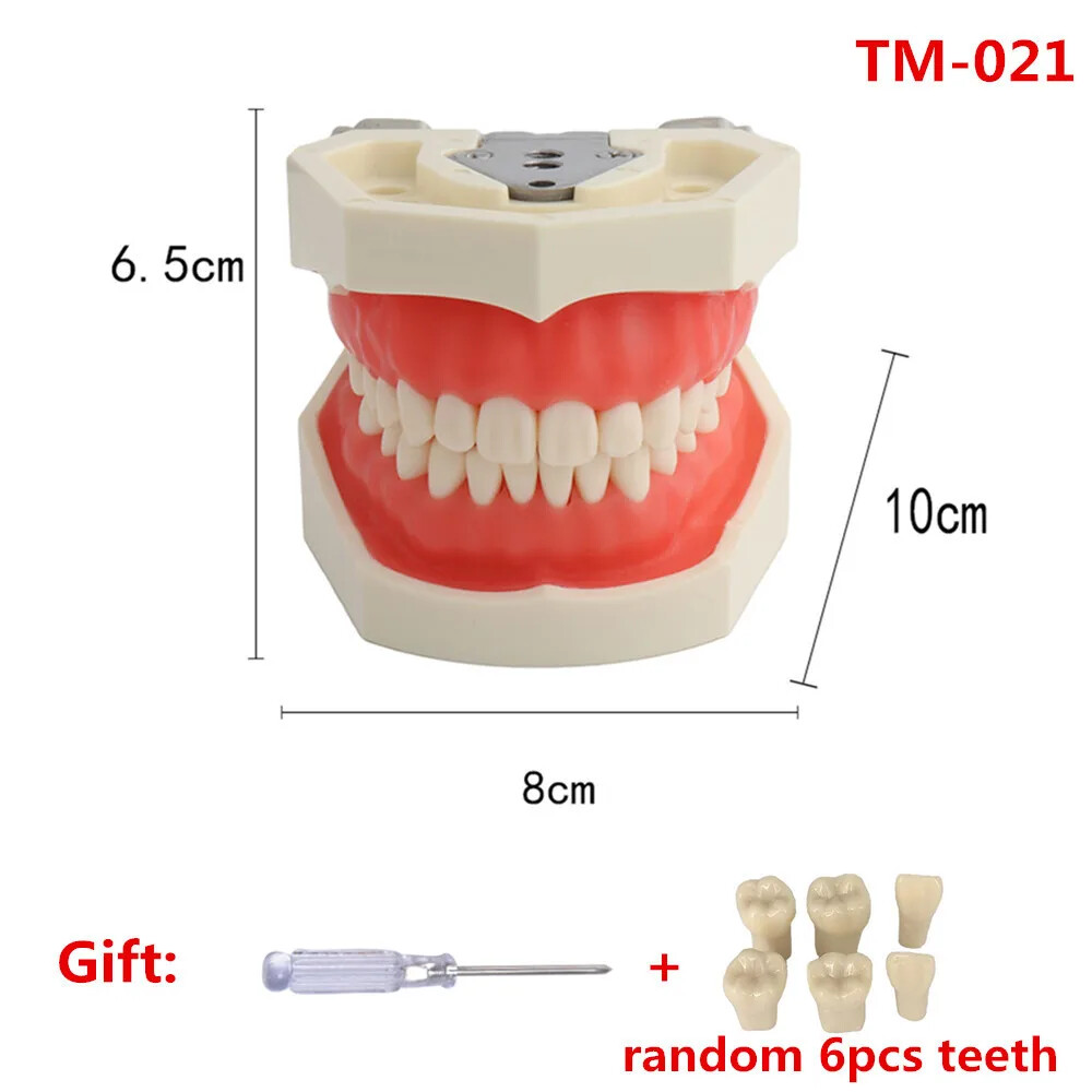 Dental Model Practice Silicone Mask Teeth for Technician Training Simulation