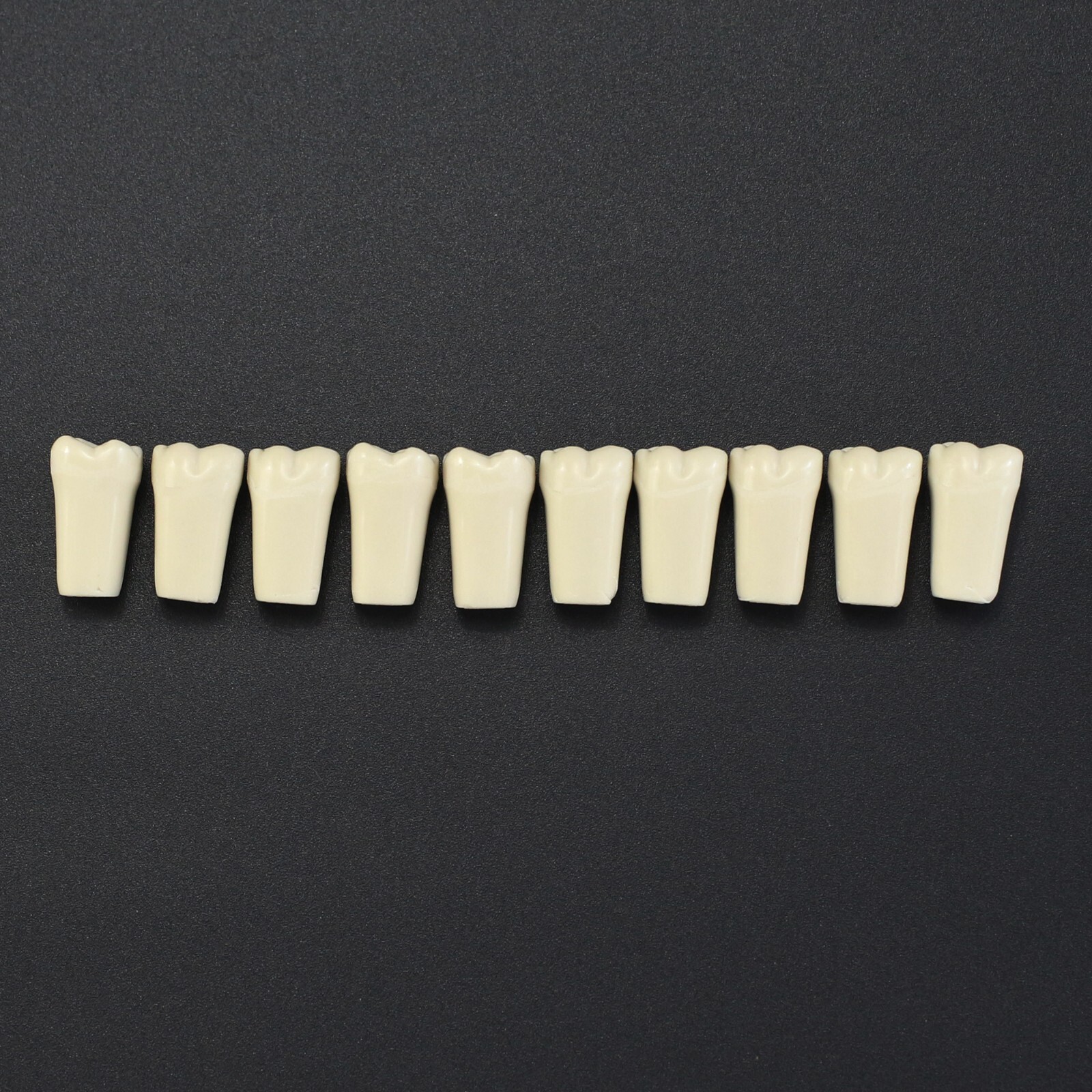 Columbia 860 10pcs/lot Dental Individual Typodont Teeth Replacement