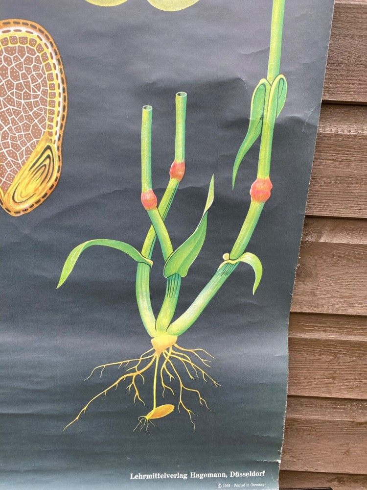 VINTAGE BOTANICAL SCHOOL PULL DOWN CHART OF A RYE PLANT