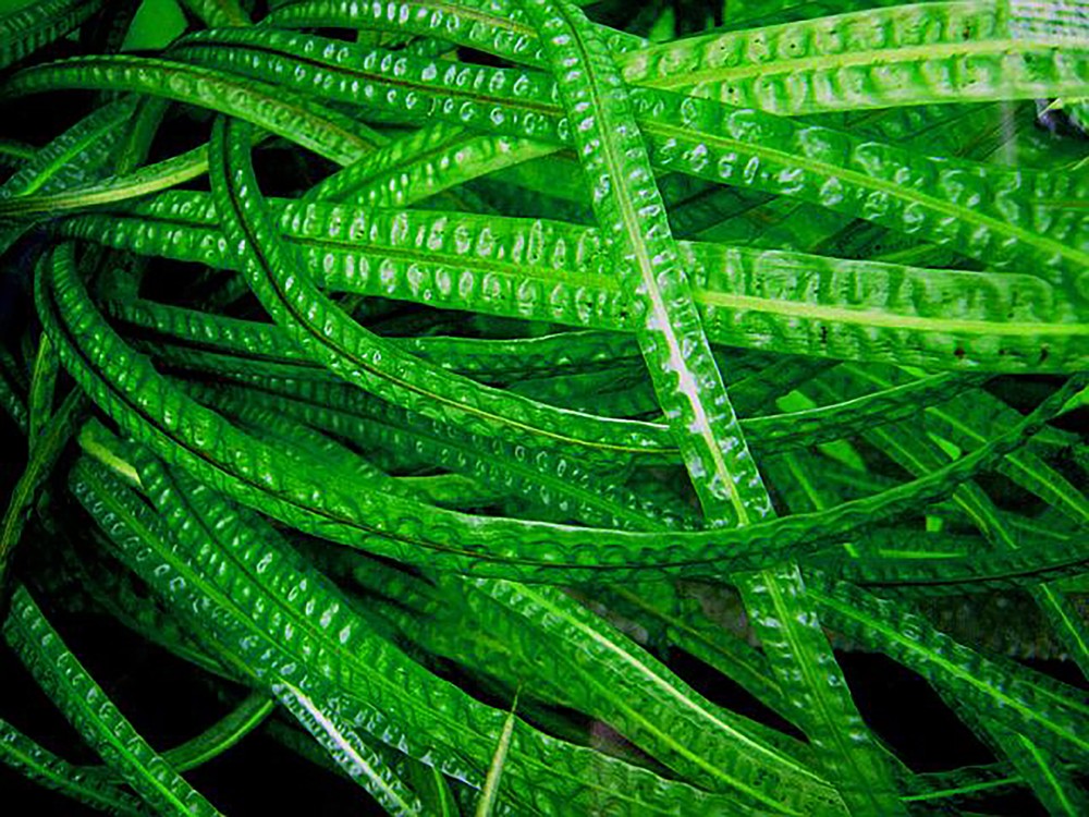 Cryptocoryne Crypt Balansae