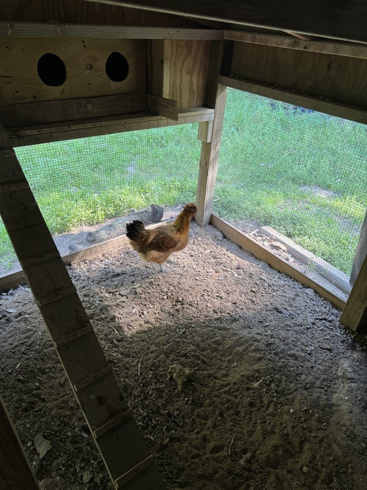 10 Shetland Hen Hatching Eggs🏅🏅Very Rare🏅🏅