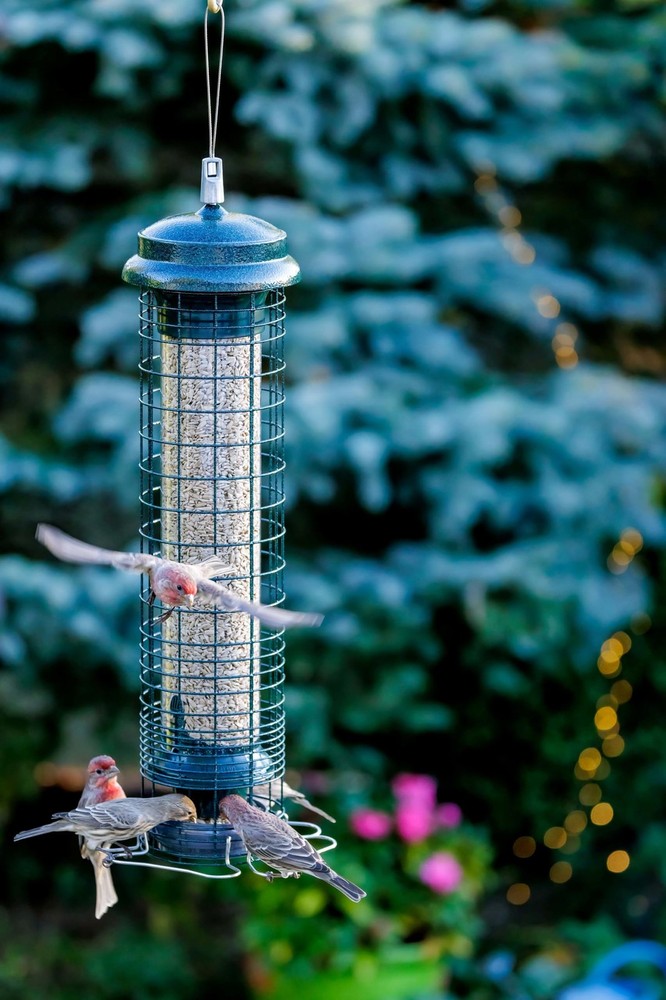 Squirrel Solution 150 Squirrel-Proof Bird Feeder for Wild Birds – 4 Stainless...