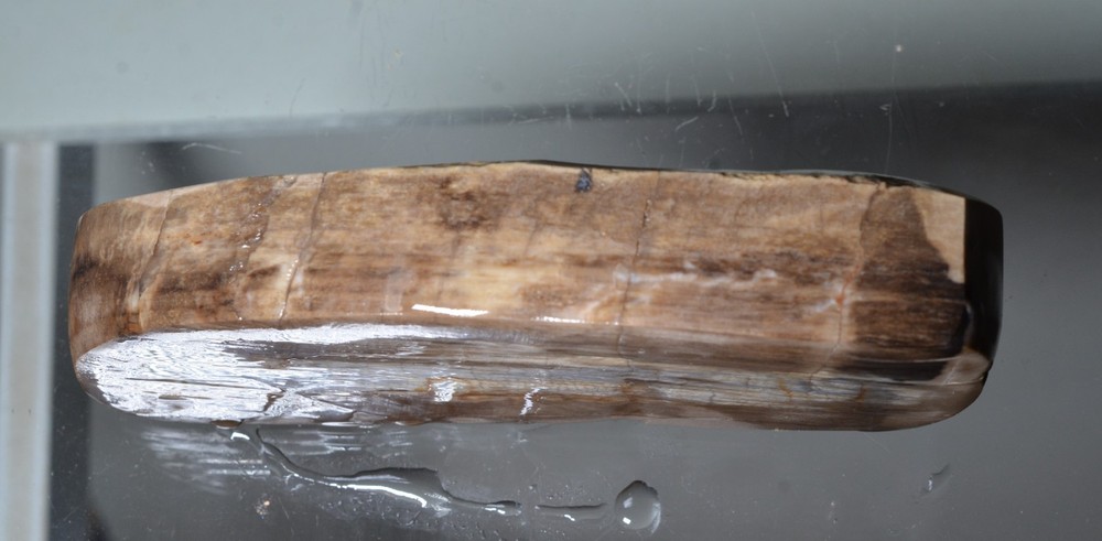 Utah Petrified Wood