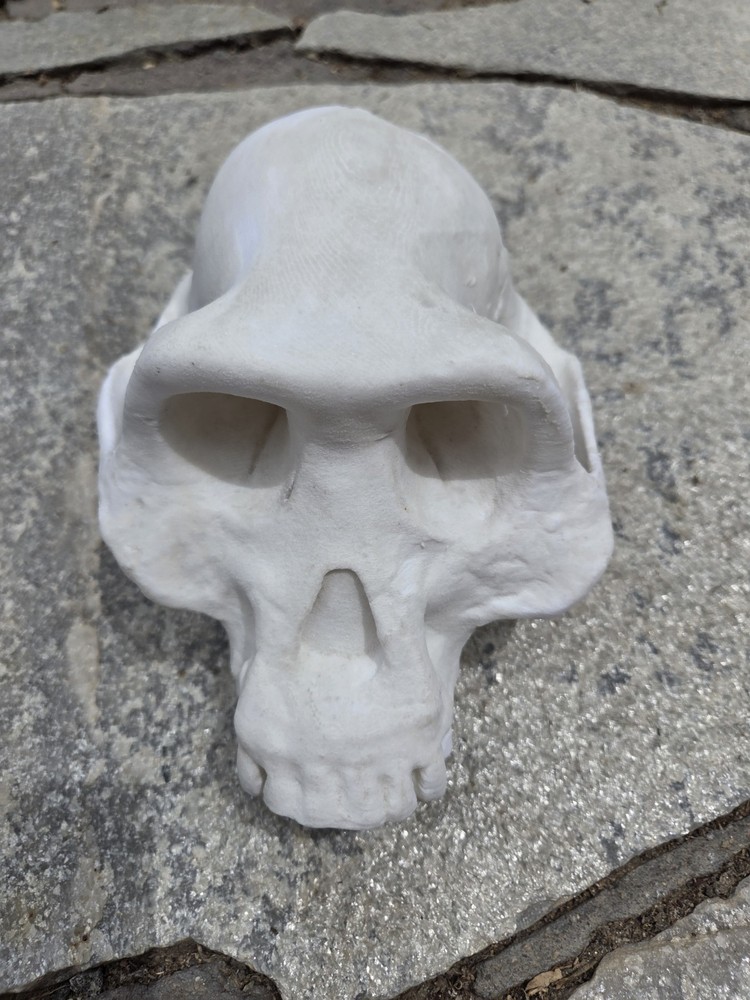 Australopithecus Afarensis Skull High Precision Replica Full Size