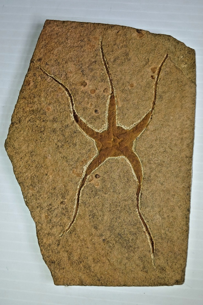 Brittlestar Starfish Fossil
