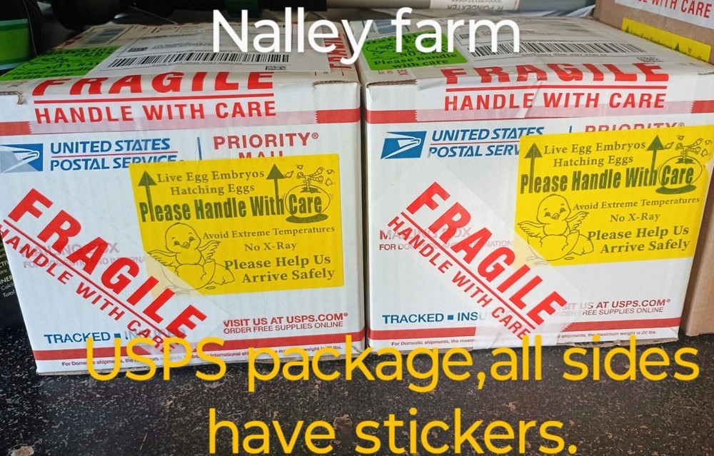 Silver Laced Wyandotte (12) 🐣 fertilized hatching eggs.Please read description.