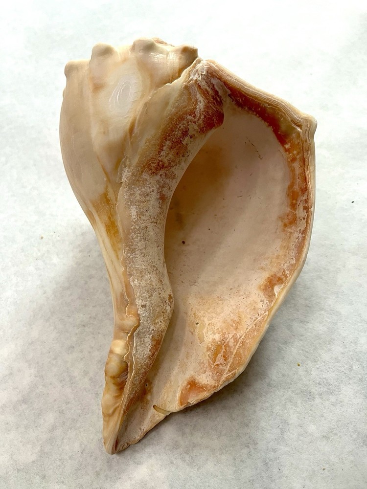 Large Knobbed Whelk Shell 8” Outer Banks, NC
