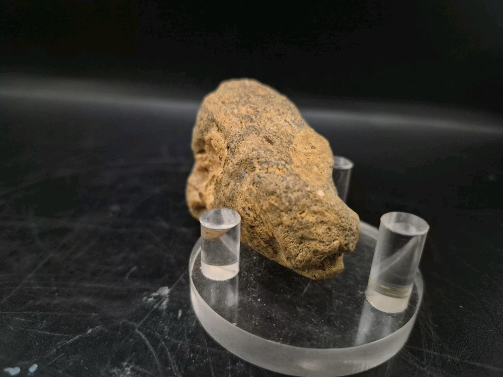 Sauropod Skull Fossil 🦕
