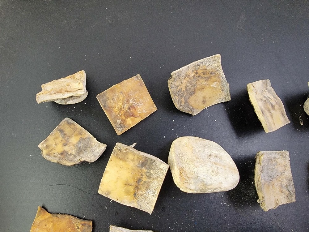 Gator ALLIGATOR BACK SCUTE bone bones BONY skutes croc weird OSTEODERMS unclean