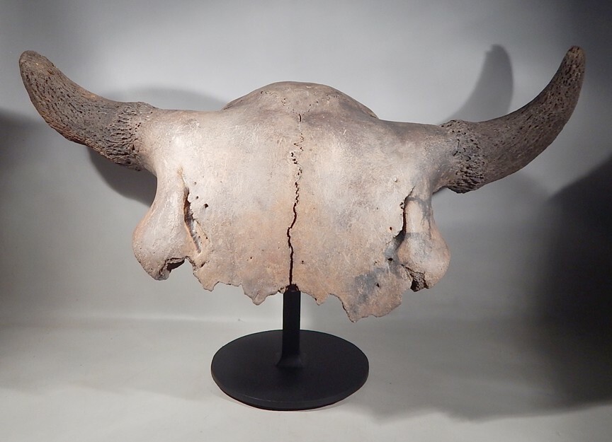 Fossil Bison Buffalo skull cap with stand PICK UP ONLY