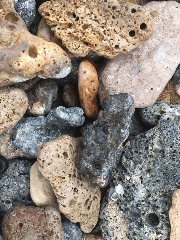 Florida Sea Rocks at least 2.5 LBS