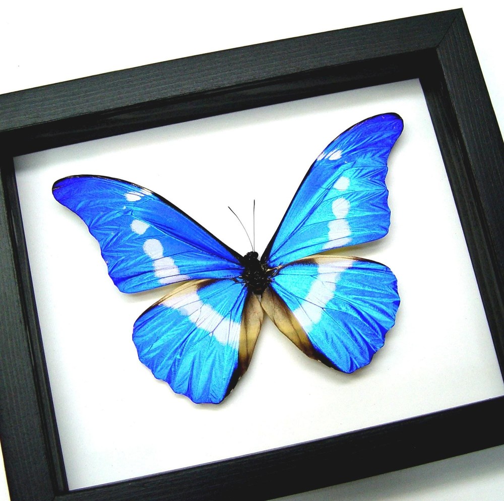 Blue Morpho Butterfly - Real Specimen Framed Black Shadowbox