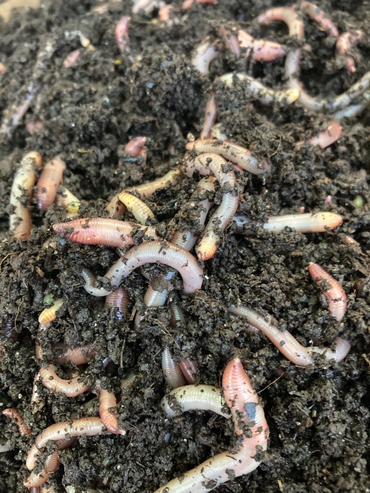 5 Lb European Nightcrawlers compost worms