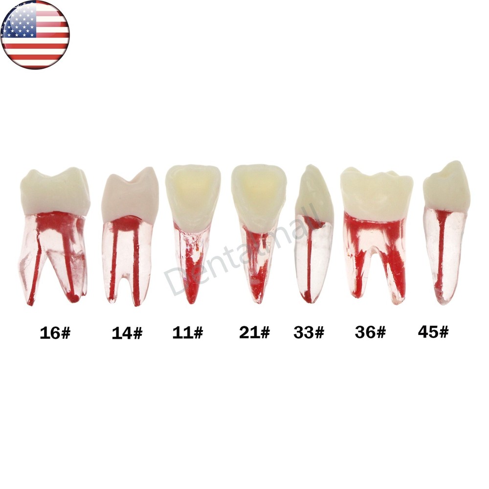 US 7 Pcs Dental Root Canal Practice Model Teeth Pulp Study RCT Endo File 16 36
