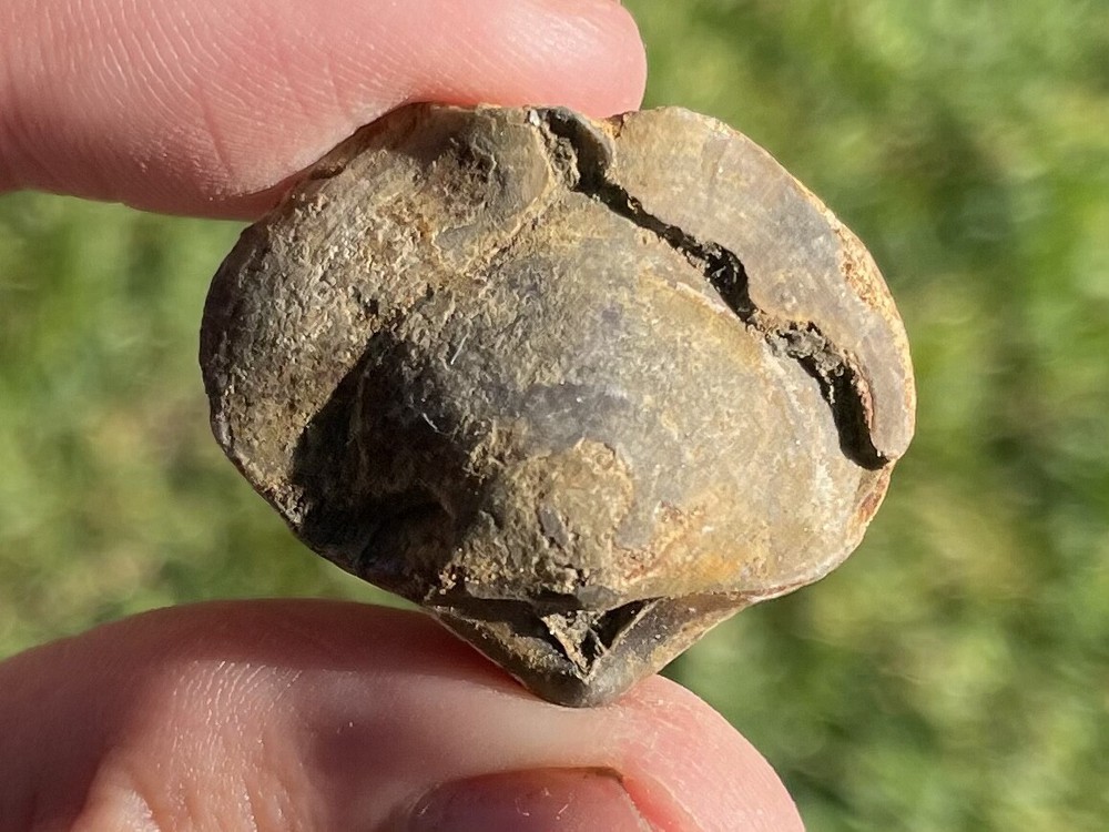 Germany Fossil Brachiopod Warrenella euryglossus Devonian Age