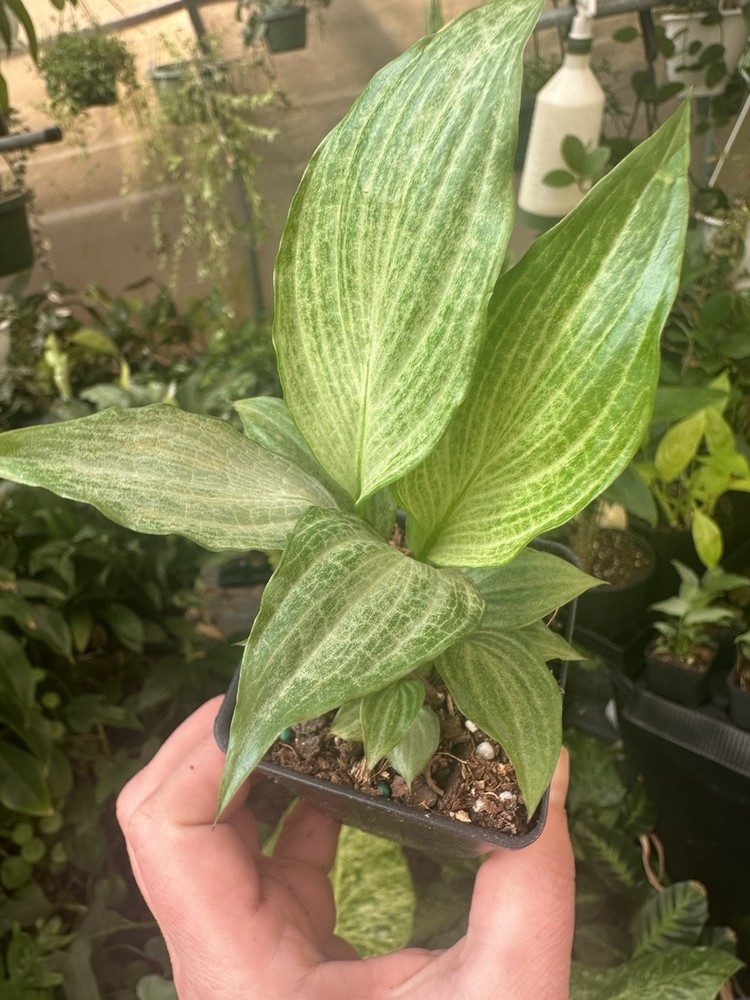 Peace lily Silver In 2” Pot