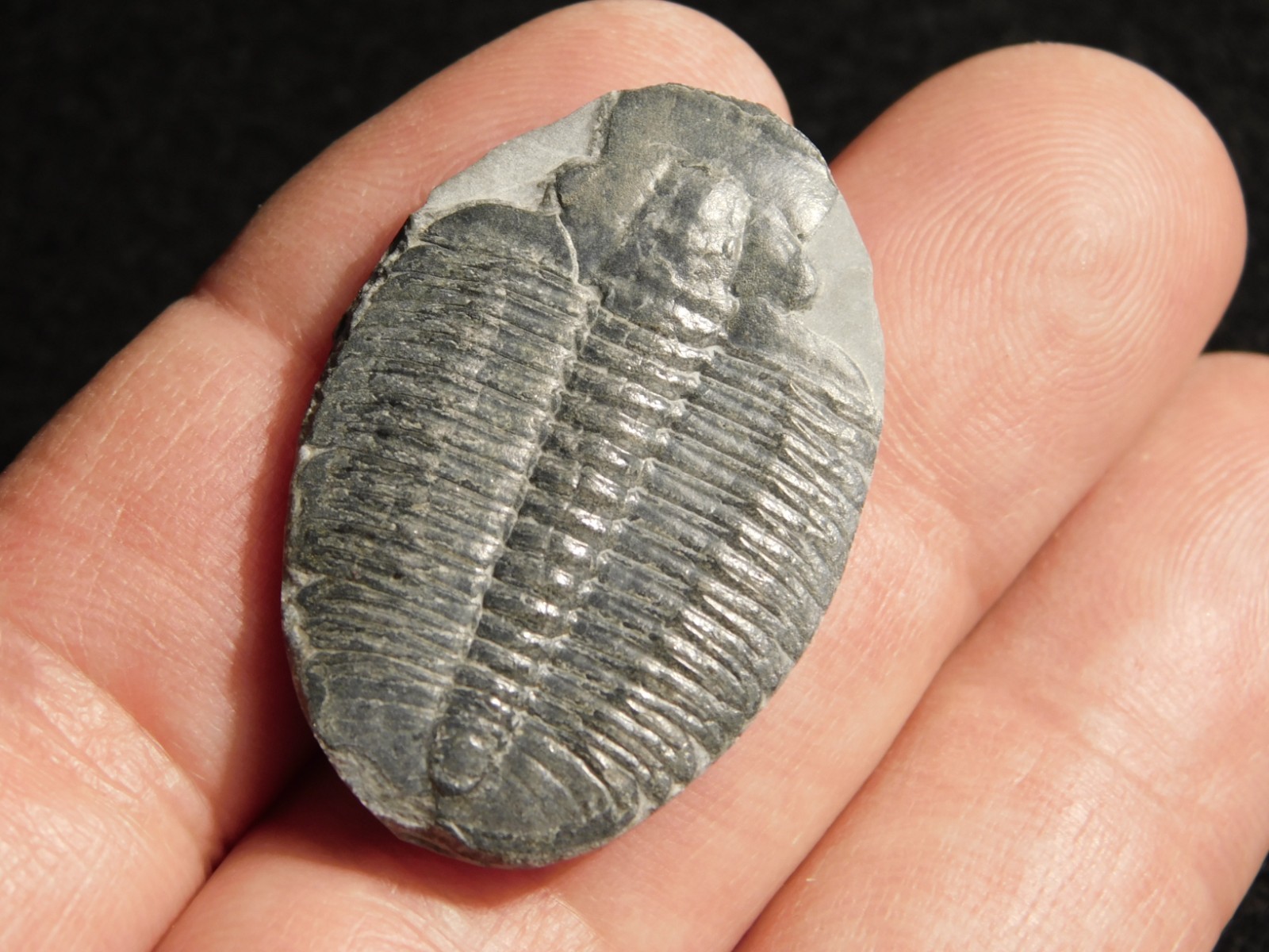 Elrathia TRILOBITE Fossil 100% Natural From Cambrian Utah 7.73