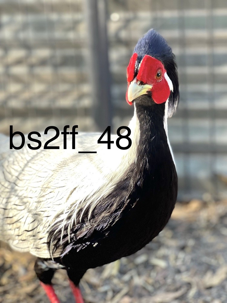 Laying Now ( Sliver Pheasant Hatching Egg) Please read description!!