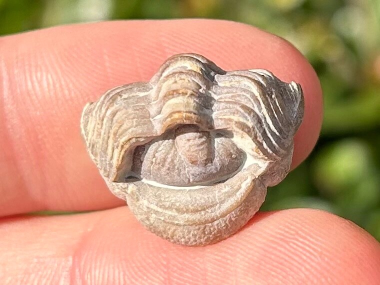 NICE Oklahoma Fossil Trilobite Paciphacops campbelli Devonian Bug Haragan Fm