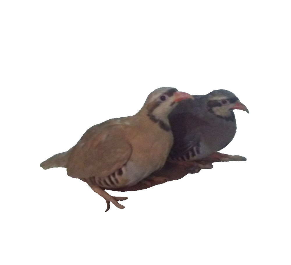 28+ Fertile Chukar Partridge Hatching Eggs