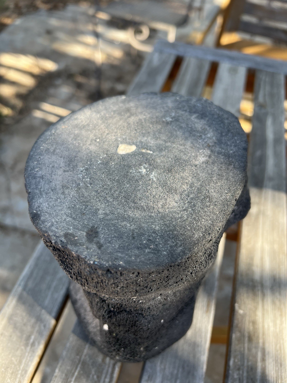 South Florida Whale Vertebrae Fossil