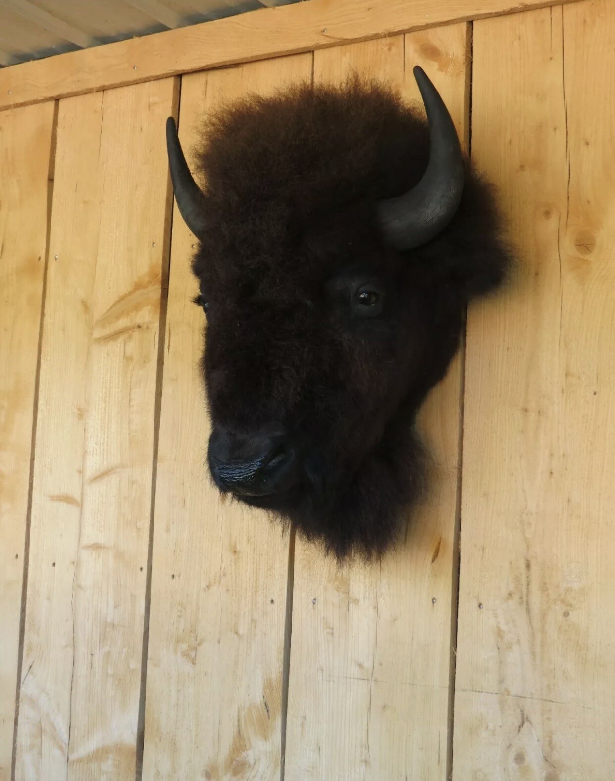 Real Buffalo / Bison Head Taxidermy Mount New Neck Mount