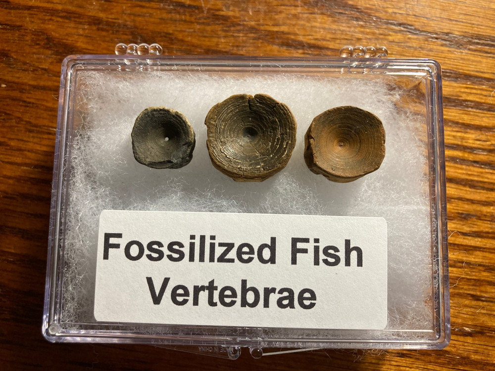 3 Fossilized Fish Vertebrae from Central Florida - Unique Sizes