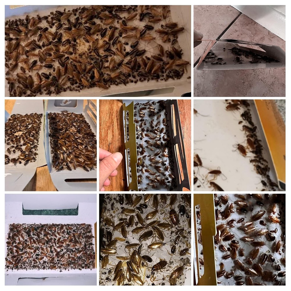 20 Pack Roach Traps, Cockroach Traps Indoor Home, Glue Roach Traps, Child & Pets