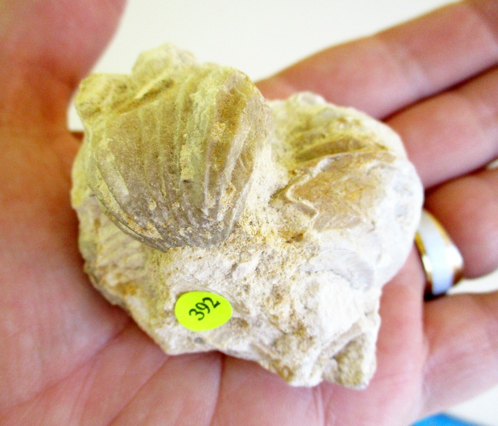 Large Brachiopods Cluster BA392