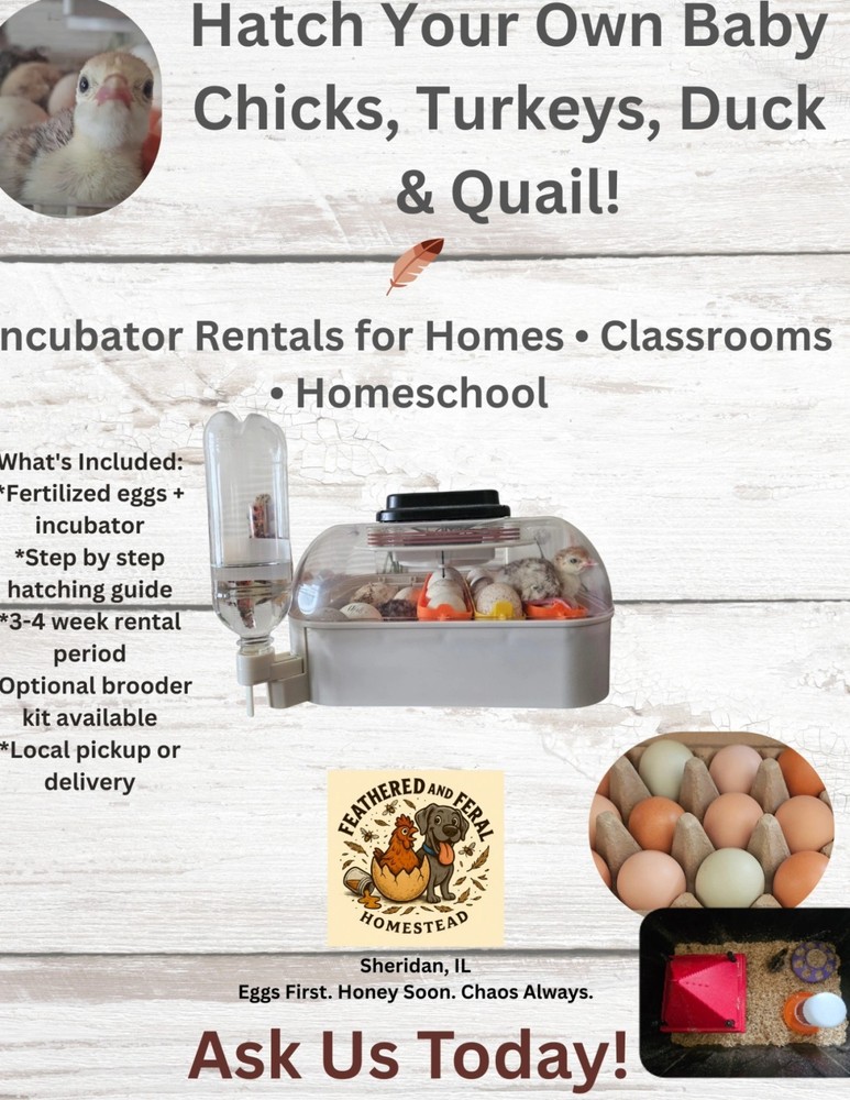 Incubator Rental For Hatching Eggs