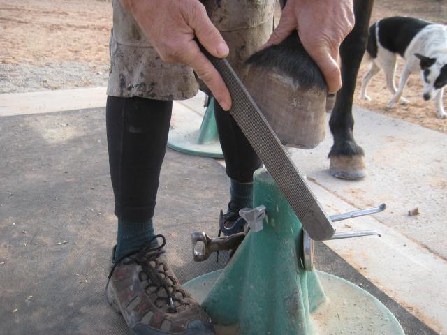 Hoofjack for Horse Owners & Farriers Author​ized Dealer 2023 model