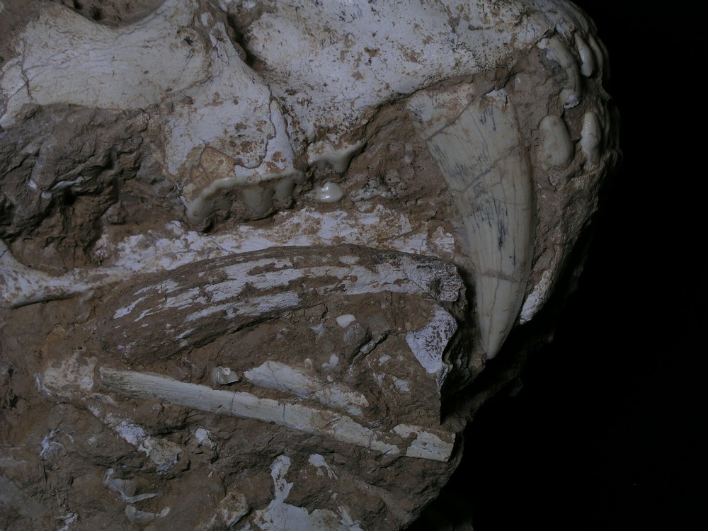 Original Saber-Toothed skull with bones