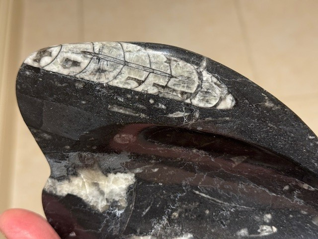 AWESOME 10 1/4 " ORTHOCERAS SOAP DISH , MOROCCO