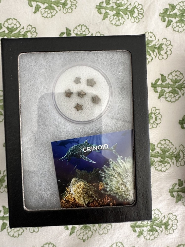Crinoid - Classic Riker Box Display