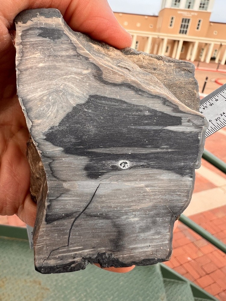Blue forest petrified wood tree limb Dragon