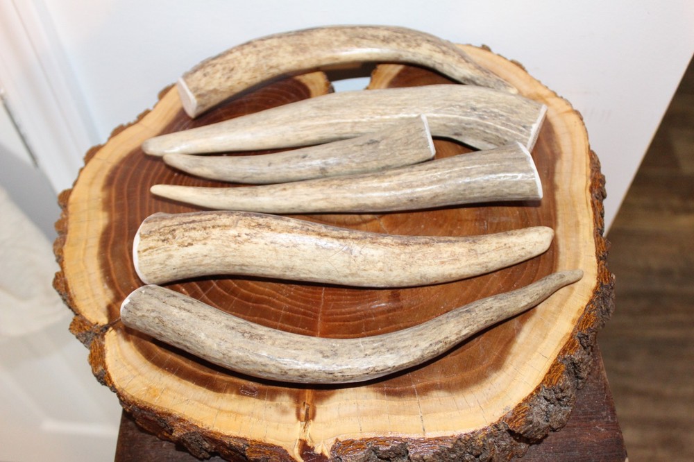 6 Elk tines Excellent Grade Dog Chews?