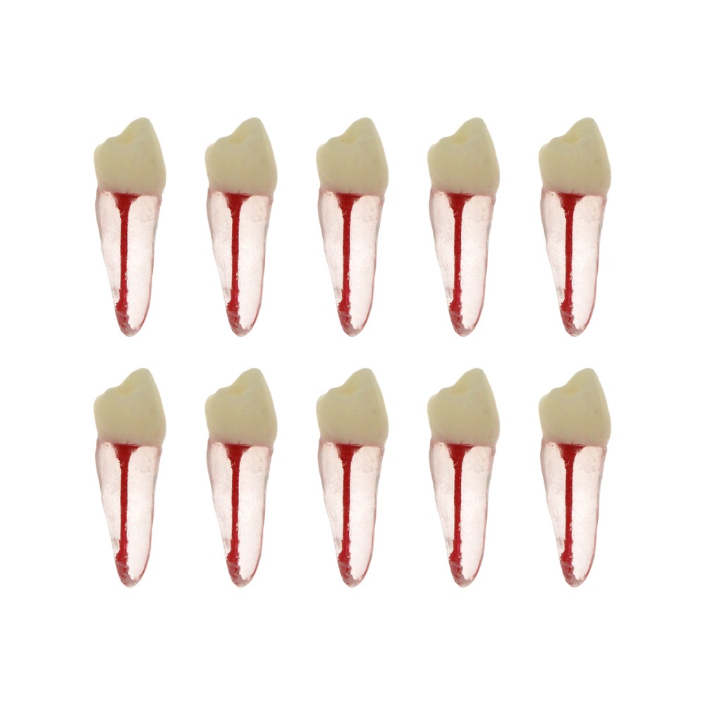 7 Sizes Dental Endodontic Root Canal RCT Practice Endo Teeth Model Pulp Study