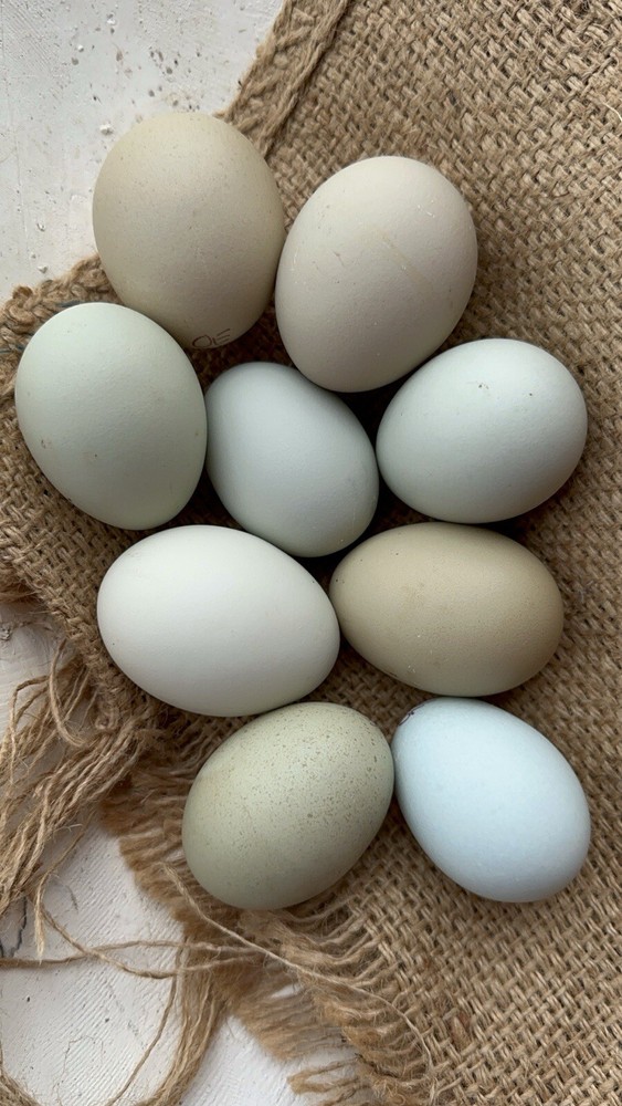 12 Olive Egger Hatching Eggs, Multigen F1 BC1 BC2 BC3, Dark Green & Brown , NPIP