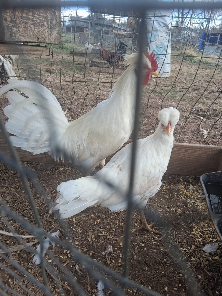 6 +White Toppy chickens Eggs