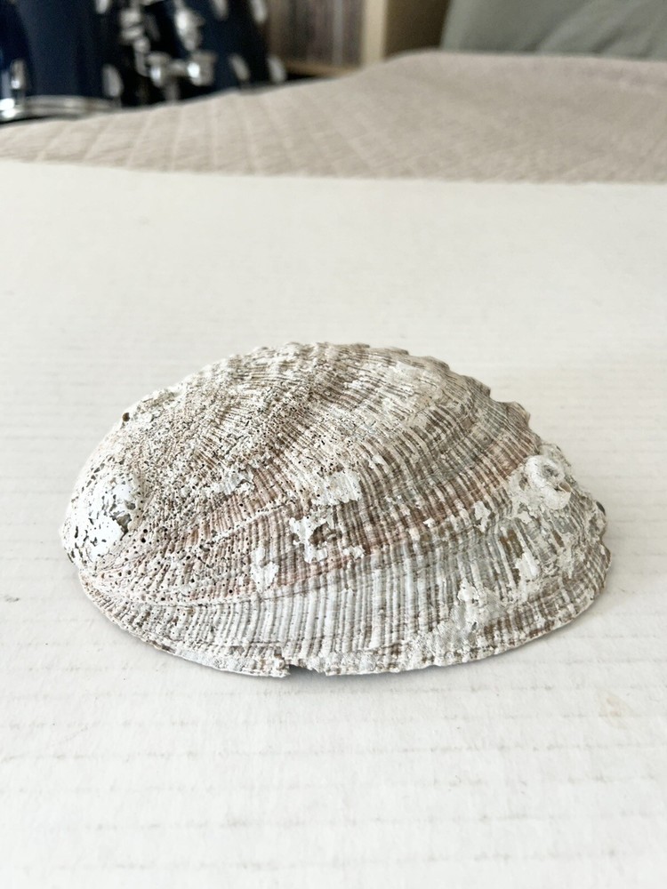Large Natural Abalone Shell