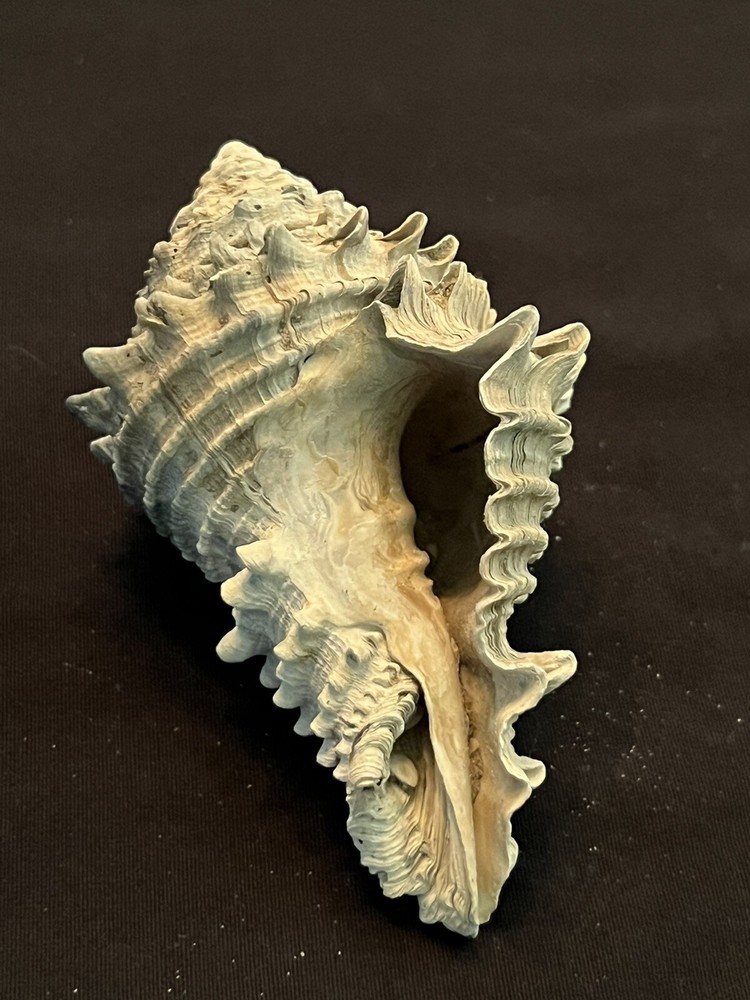 EXTINCT Fossilized VASE Shell From Central Florida & BONUS Shell.