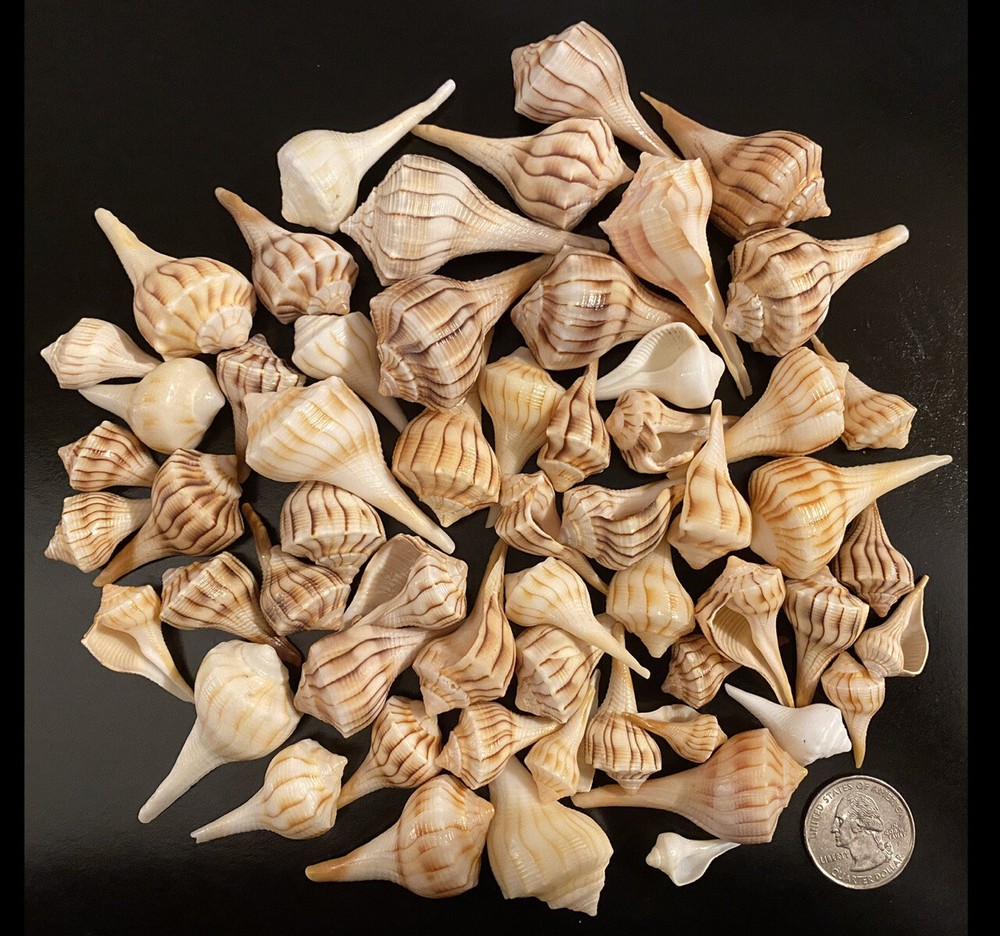 30 Small Lightning Whelks From Sanibel
